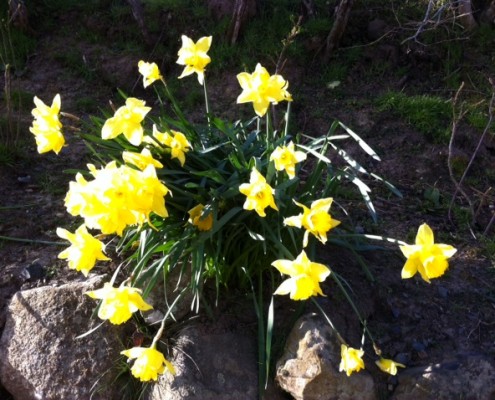 daffodils