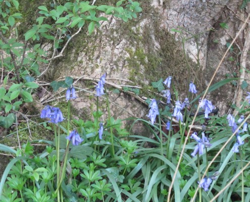 Bluebells at Barwheys