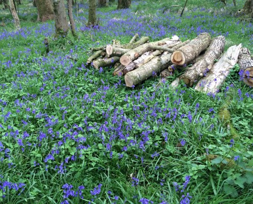 bluebells in Barwheys' woods